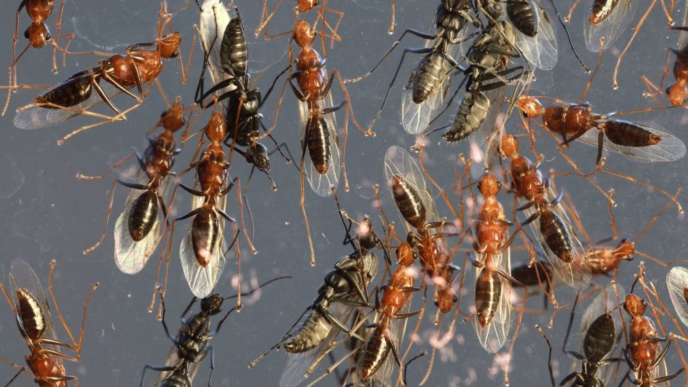 Invasión de hormigas voladoras en Buenos Aires