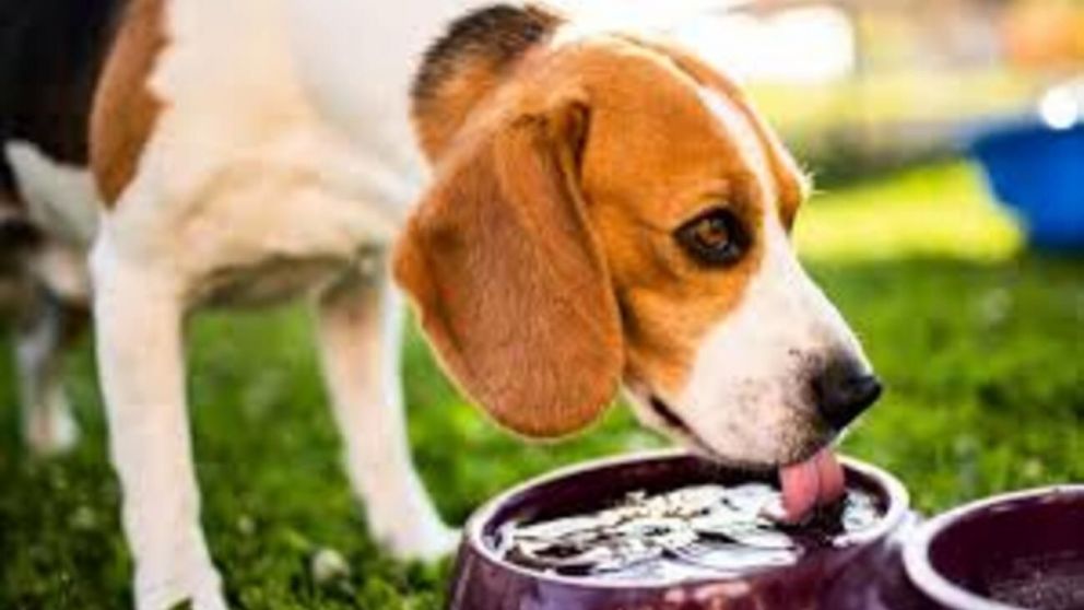 Cada cuánto cambiar el agua del perro: la recomendación clave de los veterinarios