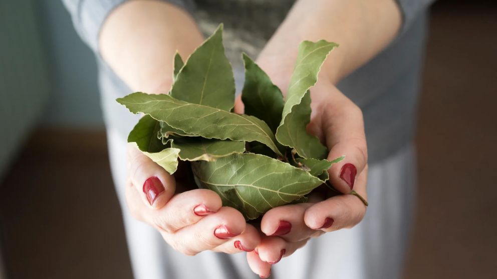 Feng Shui y laurel: la combinación perfecta para transformar tu hogar