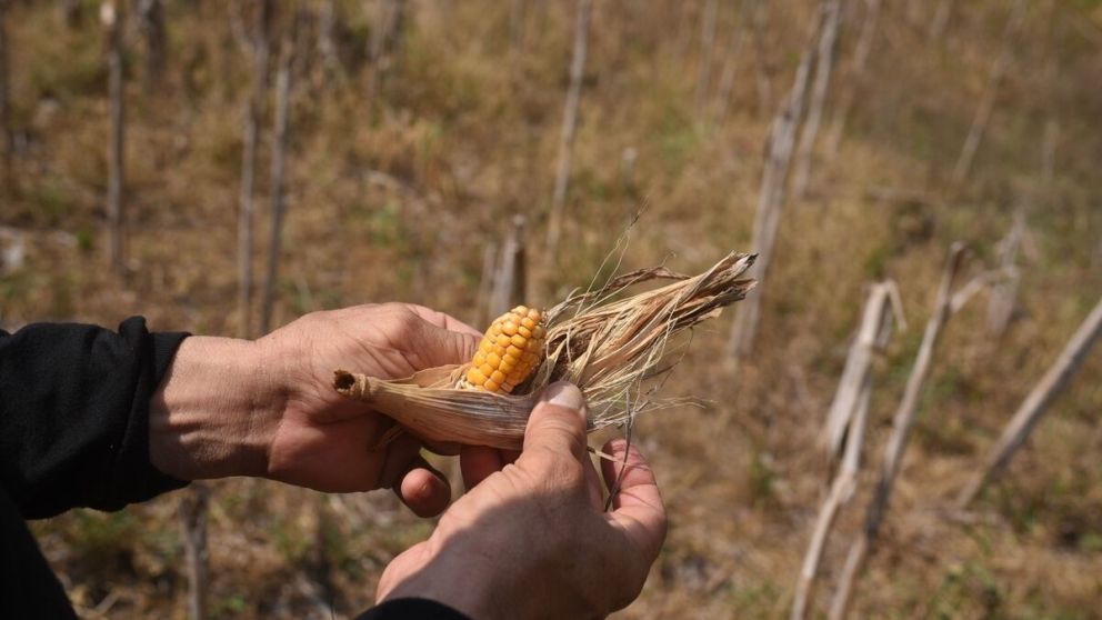El Banco Mundial alertó que la combinación de precios agrícolas en baja y riesgo climático podría afectar los ingresos del campo argentino en los próximos años.