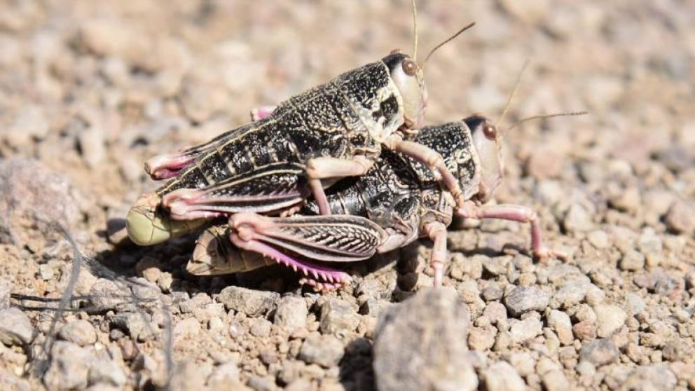 Alerta en la Patagonia por detección de plaga de tucura sapo