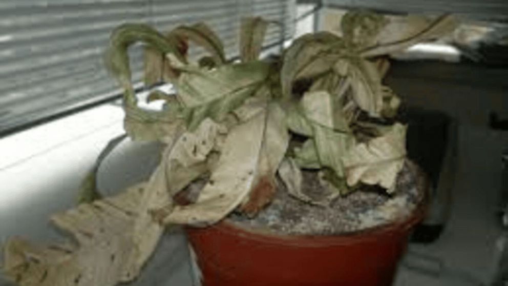 ¿Tus plantas se mueren seguido? El poderoso mensaje que revela el Feng Shui