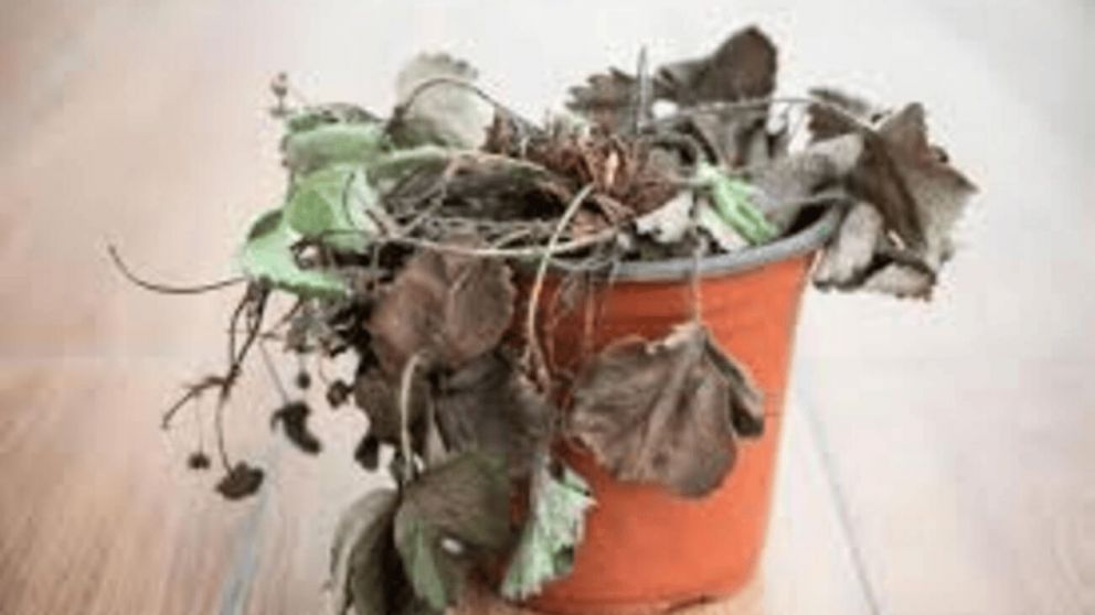 Plantas secas en casa: el mensaje oculto que revela el Feng Shui sobre tu energía