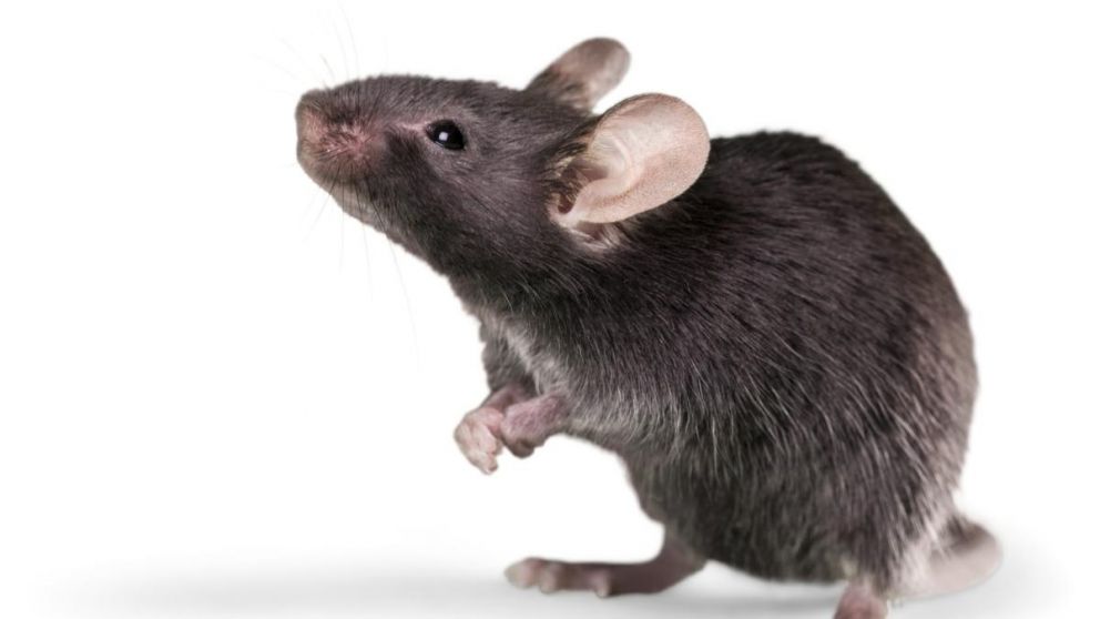 Descubr��c�mo prevenir la presencia de ratones en tu hogar durante los meses fr�os.