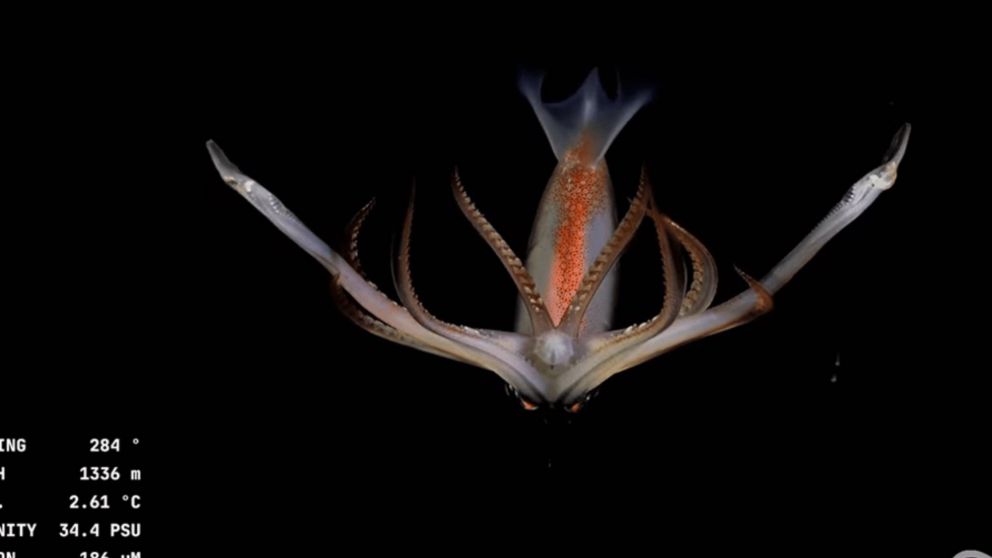 Furor por el streaming del fondo del mar del Conicet