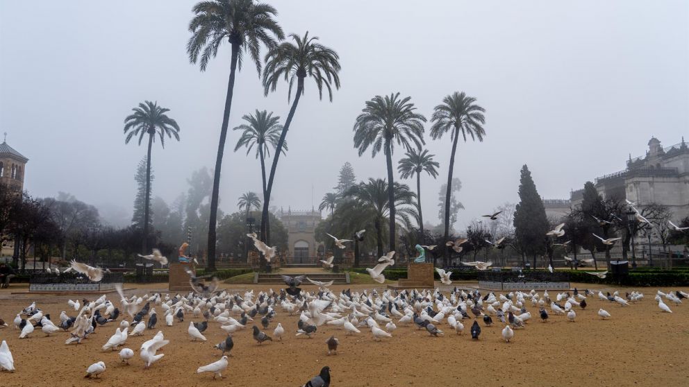el ayuntamiento de sevilla revitaliza la plaza de américa con un proyecto de jardinería histórica