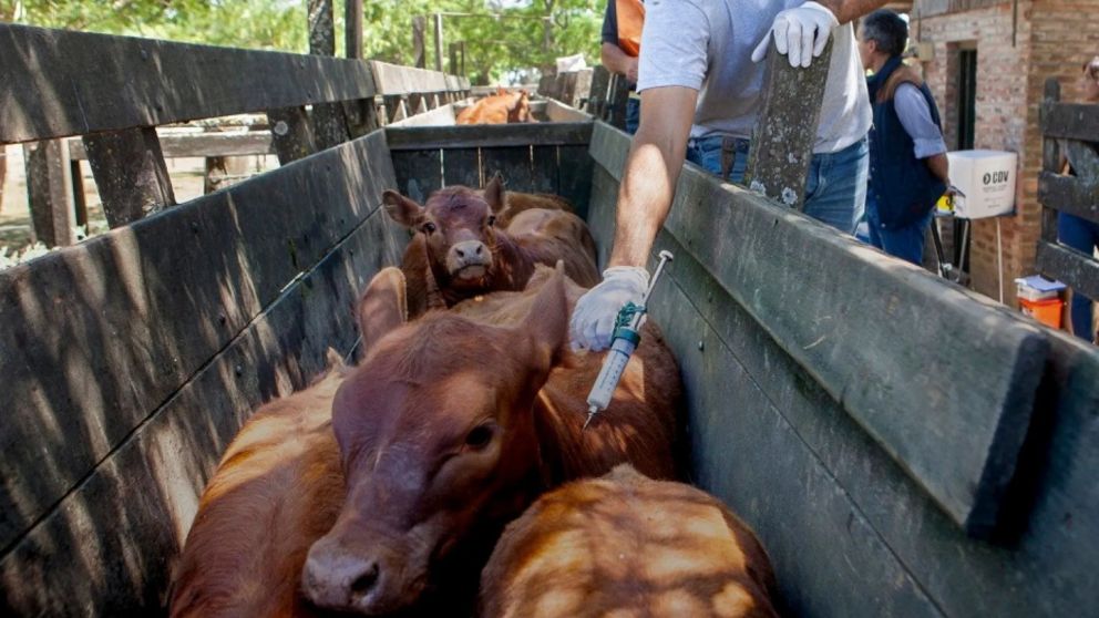 El Gobierno de Javier Milei cambi� el plan de vacunaci�n contra la fiebre aftosa (Gentileza Argentina.gob.ar).