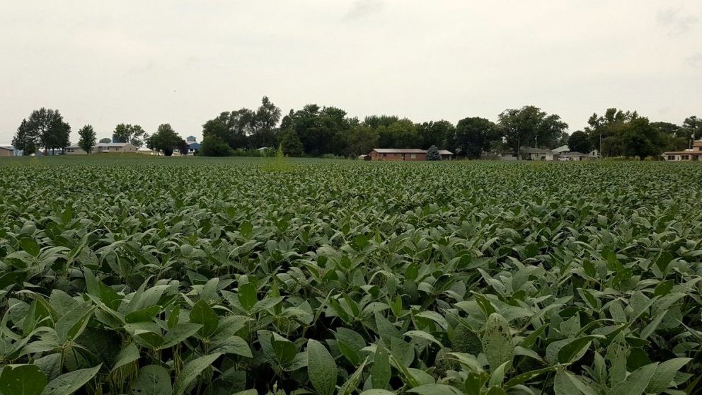 Productores de soja en EE.UU. en crisis por el freno de compras de China tras los aranceles de Trump