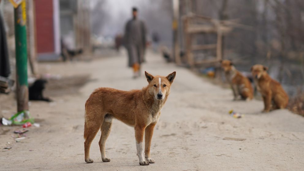 Día Mundial de la Rabia.