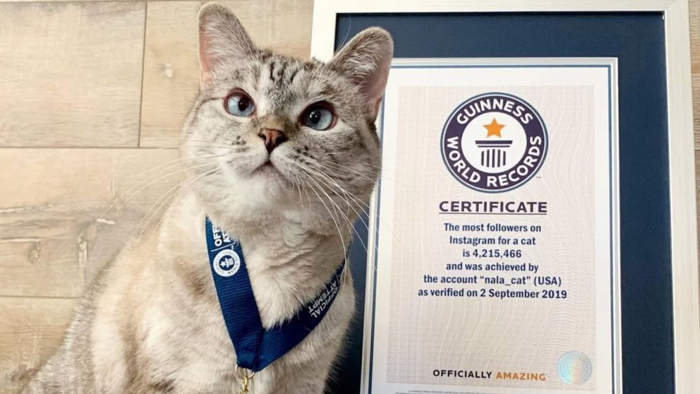 Nala Cat (Instagram)