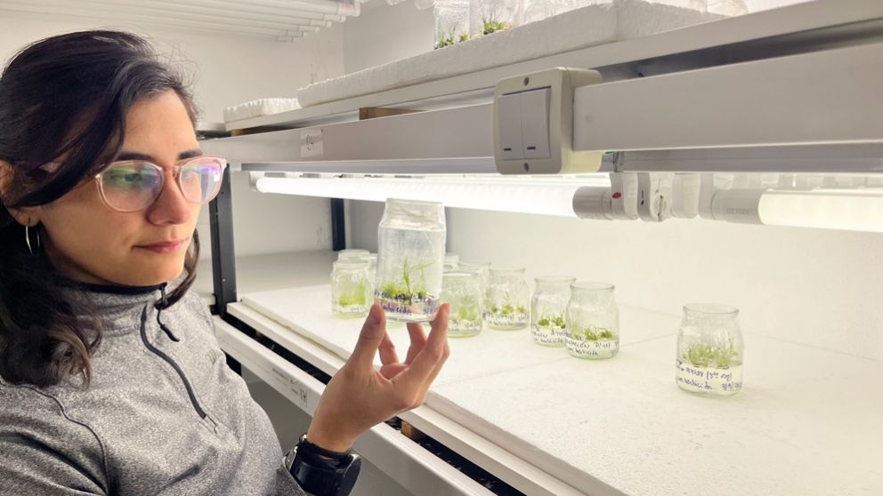 Por primera vez se modifica este cultivo con enzimas de algas