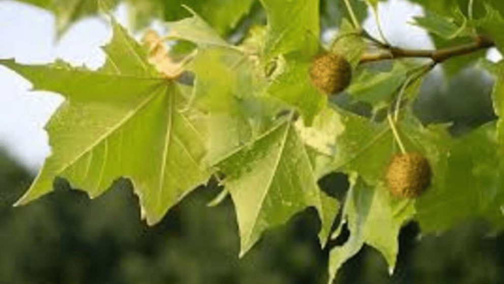 El �rbol de Buenos Aires que provoca alergias cada primavera