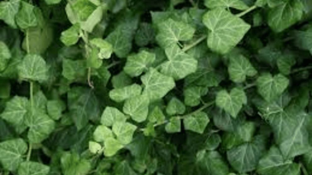 La planta “maldita” del hogar: por qué dicen que trae mala suerte