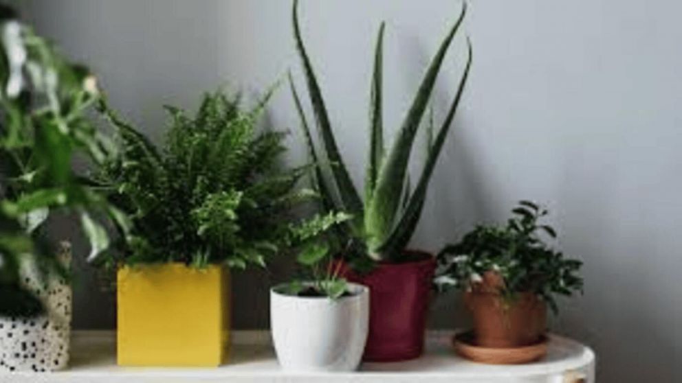 En ausencia de luz, las plantas efectivamente dejan de realizar la fotosíntesis