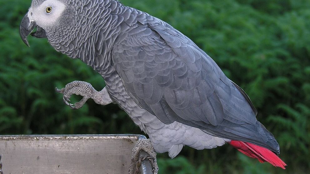 Loro (Wikipedia)