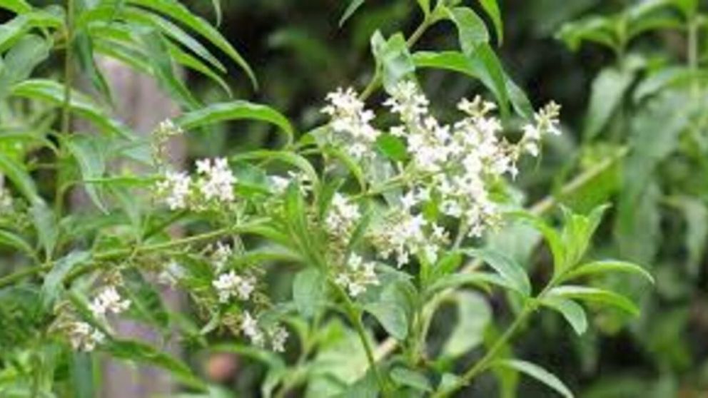 Cedr�n: la hierba que mejora tu digesti�n y calma la mente