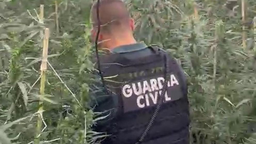 guardia civil desmantela plantación de marihuana en burriana y detiene a dos hombres