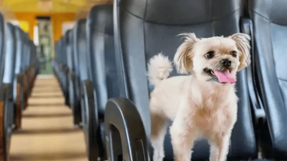 El proyecto de ley busca estar “al servicio de todas las personas de la provincia, ya sea para los ciudadanos como para sus mascotas