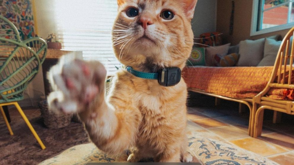 Un rastreador gps revoluciona el cuidado de mascotas