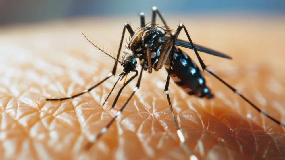 Cómo se transmite el dengue