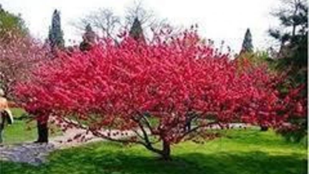 Florece en invierno y da frutas en verano: el árbol secreto que transforma cualquier jardín en un paraíso