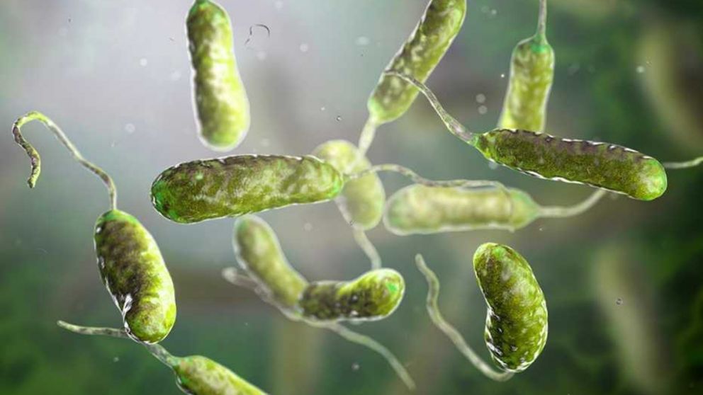 Vibrio vulnificus, la bacteria conocida como "come carne"