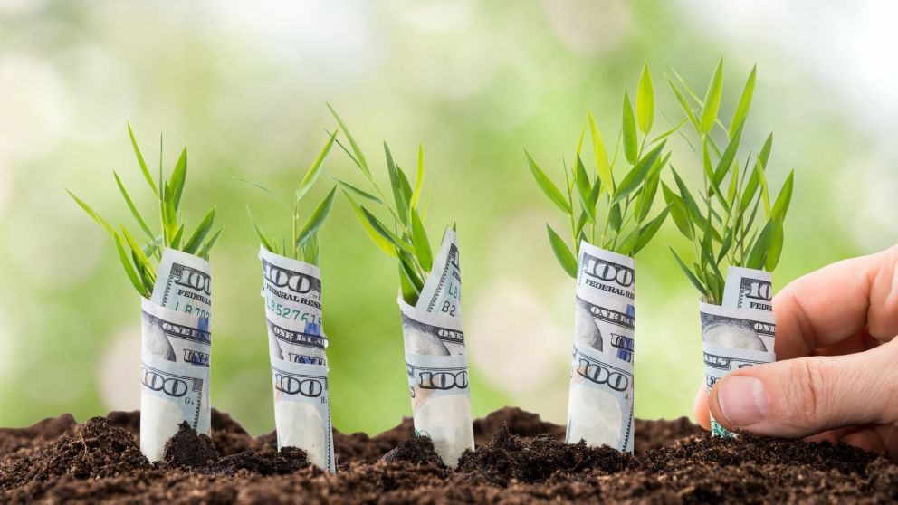 Qué plantas tener en casa para atraer el dinero, según el Feng Shui