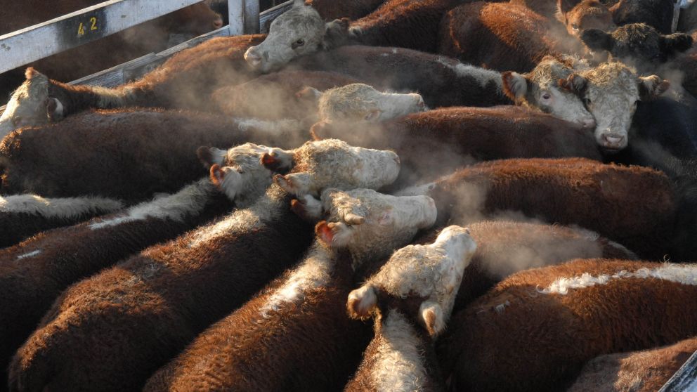 El Gobierno eliminará la marca de fuego