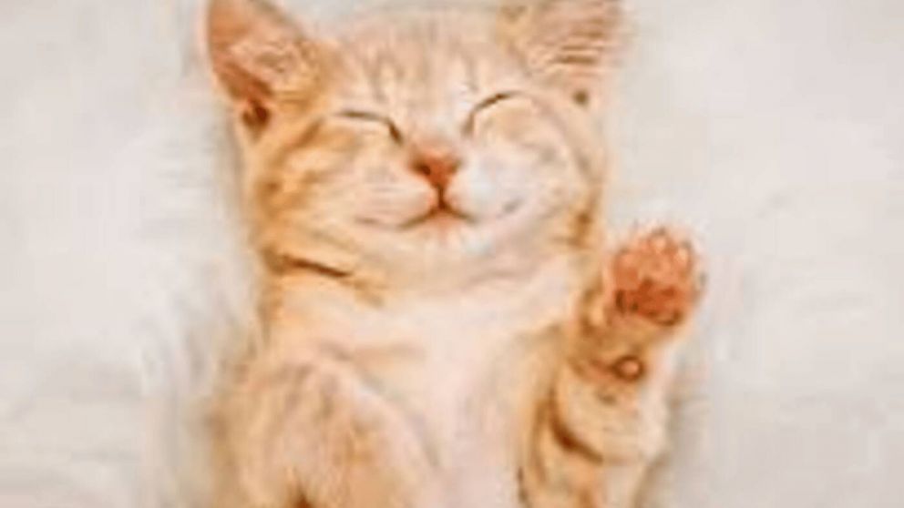 C�mo hacer feliz a tu gato: lo que realmente importa, seg�n los veterinarios