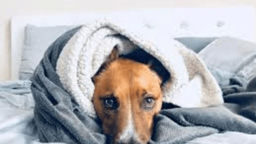 “Humanizar” a las mascotas puede tener consecuencias diferenciadas en la salud emocional de los humanos