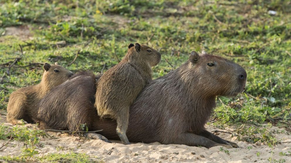 Buscan trasladar a los carpinchos de las zonas urbanas
