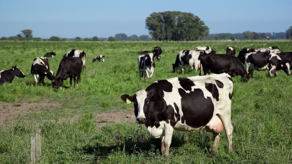 En septiembre, el precio de la carne aumentó 1,8%