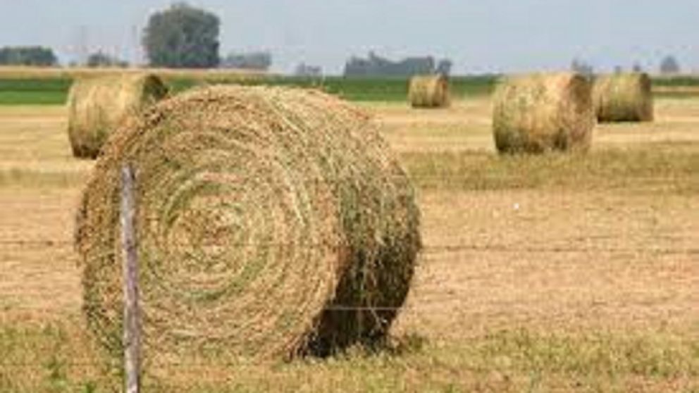 El costo de implantar alfalfa ronda entre los 500 y 600 US$ la hect�rea