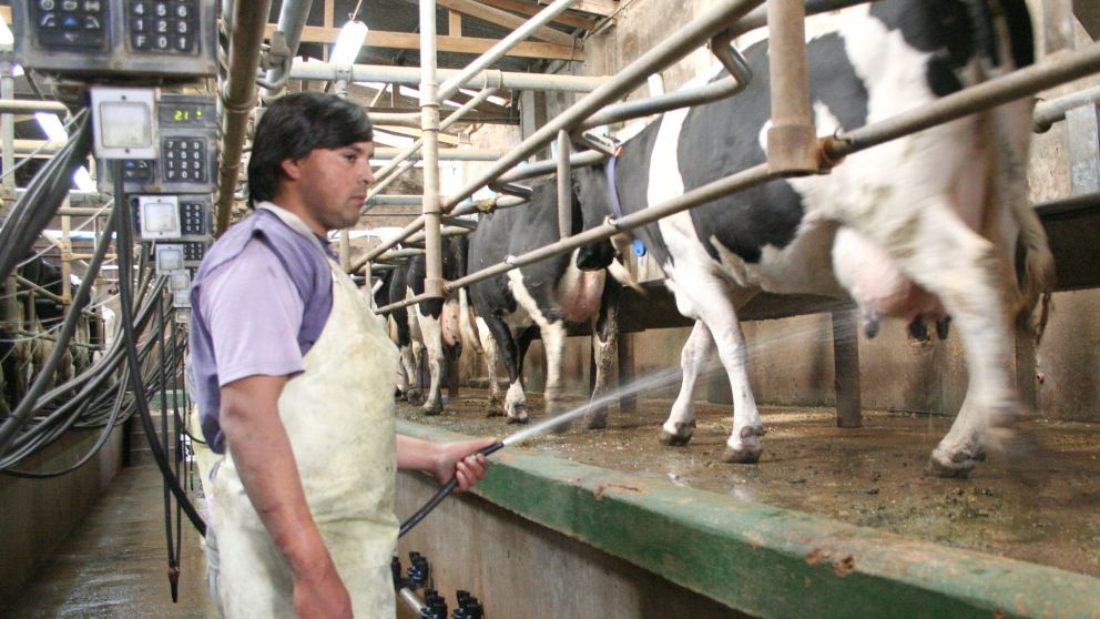 Preocupa el alarmante crecimiento del cierre de tambos en Argentina
