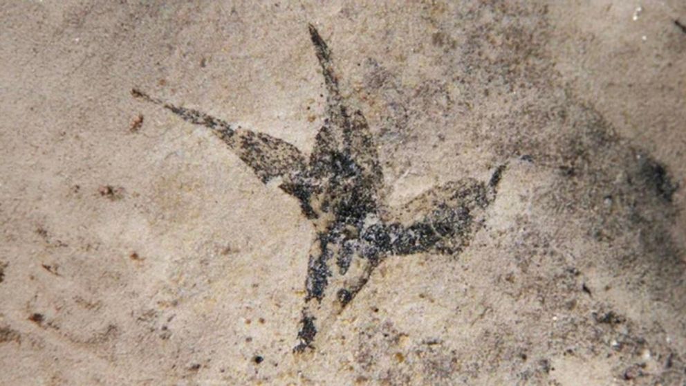Las flores tienen una forma estrellada, con una base cónica y dos hileras de estructuras triangulares afiladas