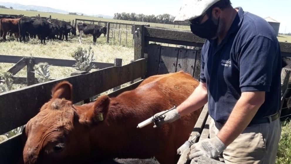 Postergan el inicio de la vacunación anti aftosa en Bahía Blanca