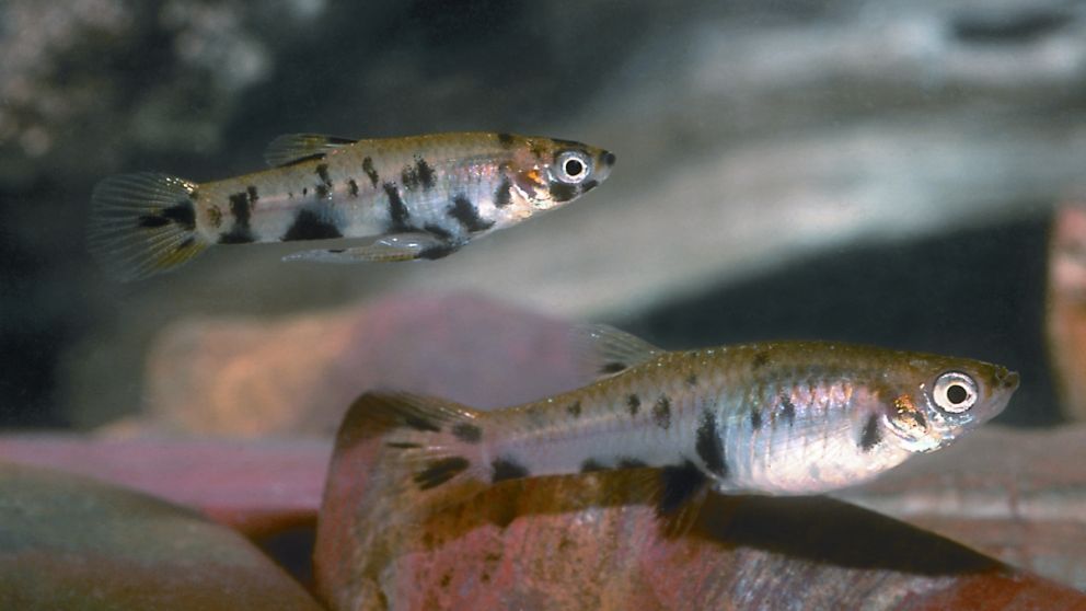 Los peces, aliados inesperados en la lucha contra el dengue