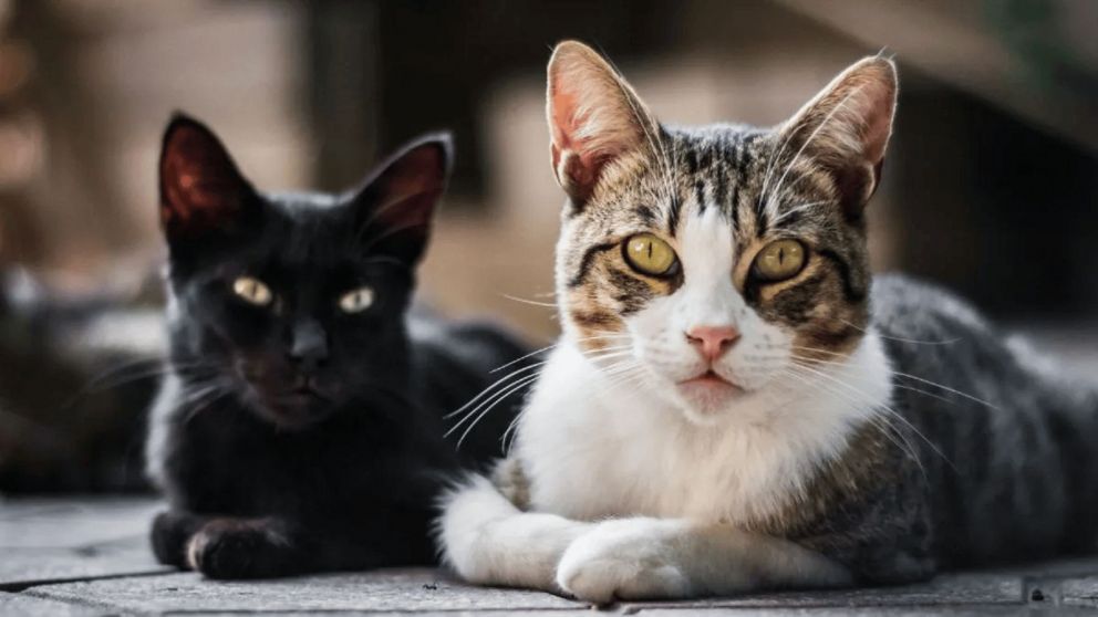 Gatos