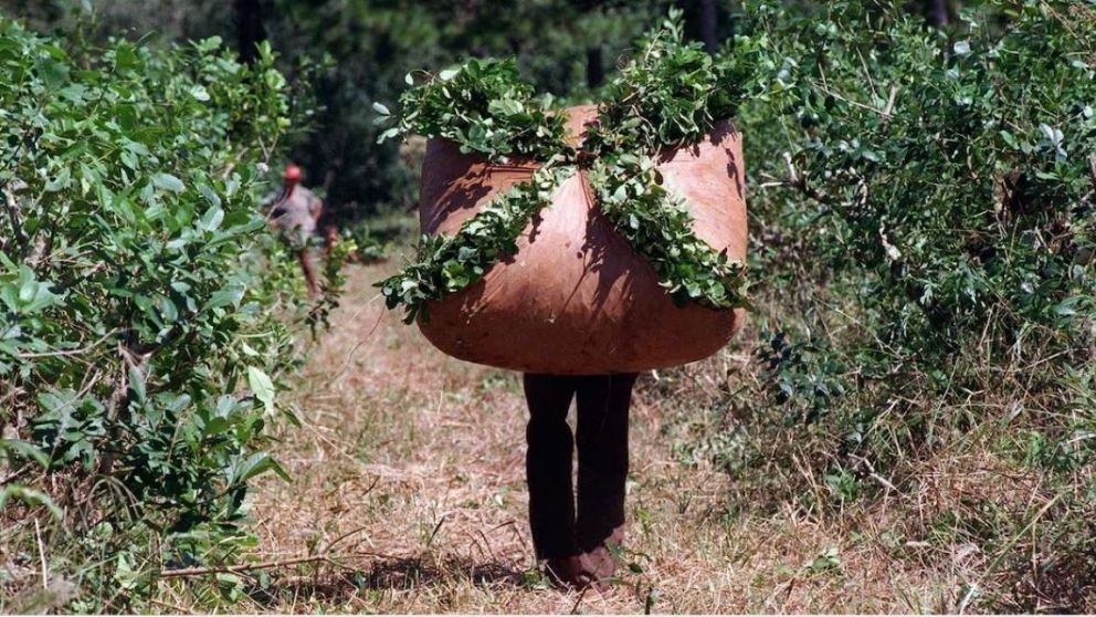 El mate enfrenta un futuro incierto, con un sector productor al borde del colapso