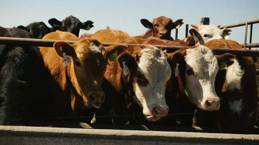 Se reactivan los créditos en dólares