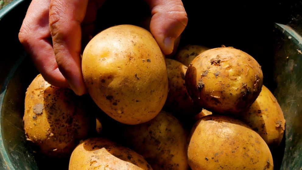 Con una caja grande, consiguió varias docenas de papas de distintos tamaños