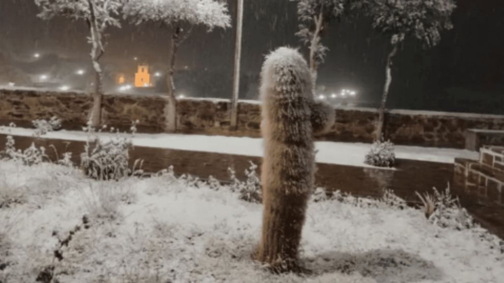 Un cactus atravesado de nieve: las increíbles imágenes de una nevada histórica en Jujuy