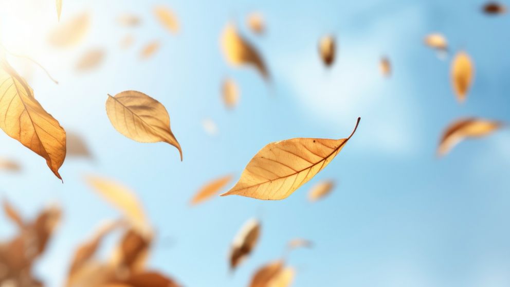 Hojas de otoño