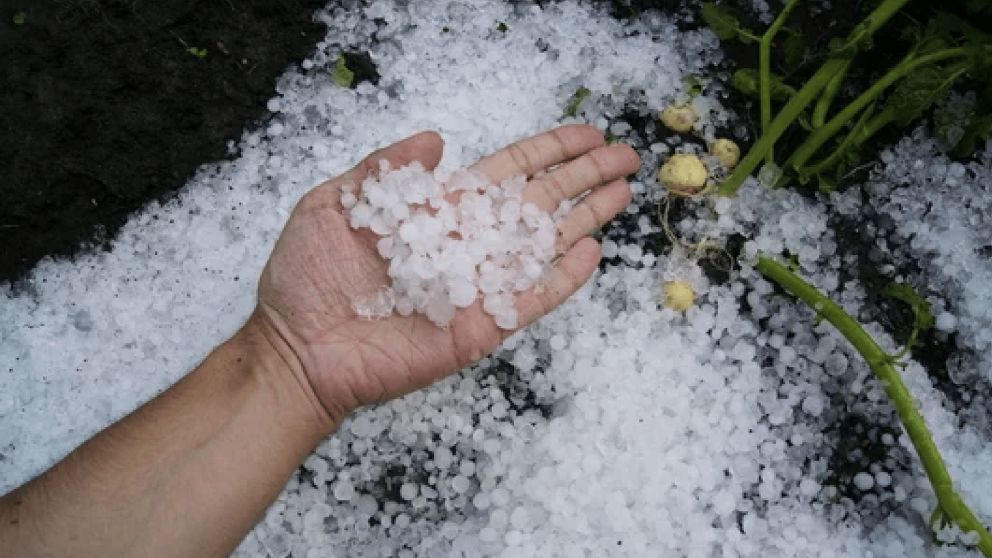 Emergencia agropecuaria en Mendoza por granizo, heladas y viento Zonda