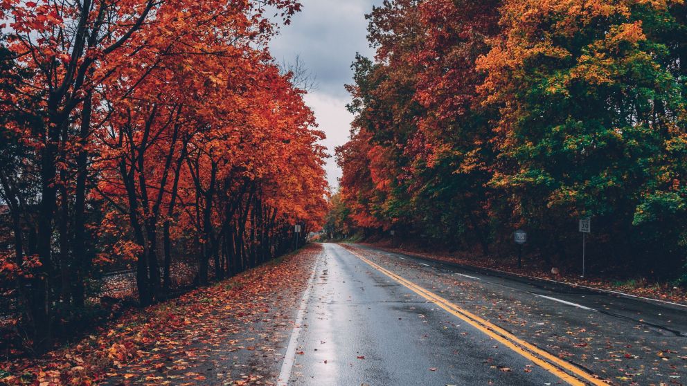Carretera en otoño (Freepik)