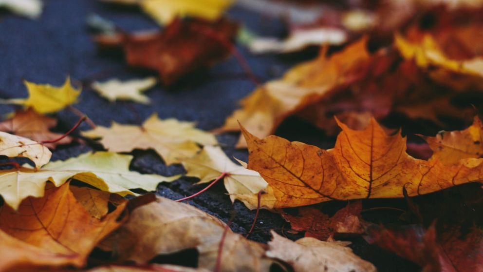 Cómo va a ser el otoño 2025