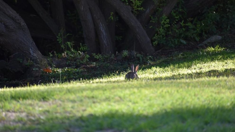 otrora considerado un fantasma de la Sierra Madre, es ahora un símbolo de esperanza para la biodiversidad global