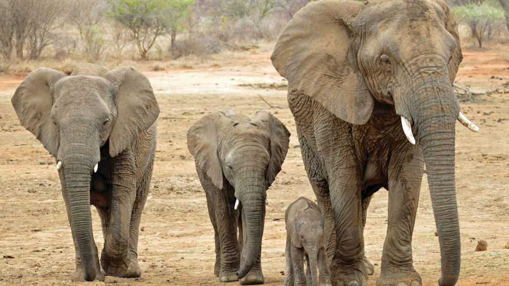 Murieron seis elefantes en el acto