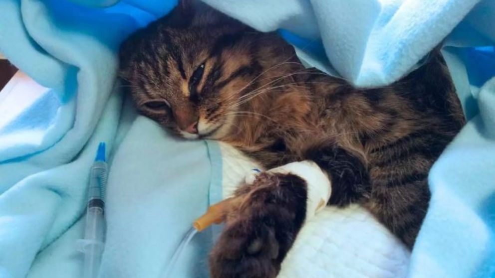 Los gatos pueden transmitirse el virus entre ellos, lo que plantea un riesgo para los humanos