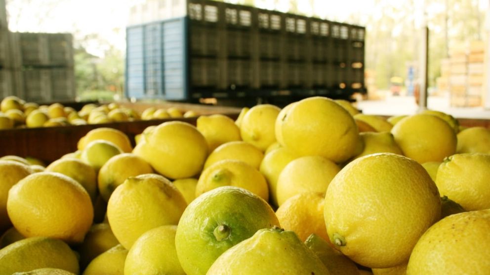Actualizan normas para exportación de frutas de hace más de 60 años